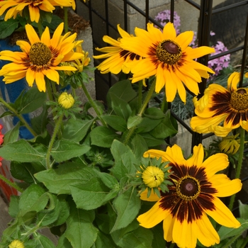 Rudbeckia hirta 'Denver Daisy™' (110156)