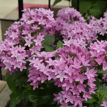 Pentas lanceolata Lucky Star™ 'Lavender' (110160)