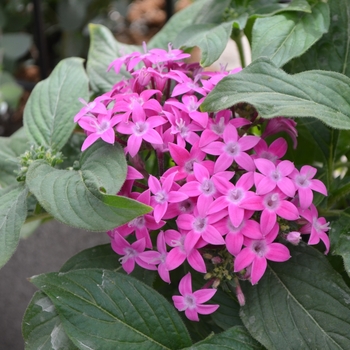 Pentas lanceolata Lucky Star™ 'Violet' (110162)