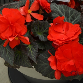 Begonia x tuberhybrida Nonstop® 'Mocca Scarlet' (110163)