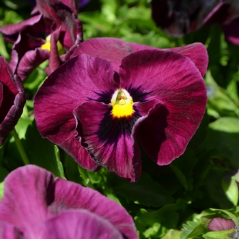 Viola x wittrockiana Inspire® DeluXXe™ 'Rose Blotch' (110218)