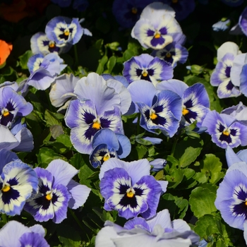 Viola x wittrockiana Inspire® 'Plus Marina' (110269)