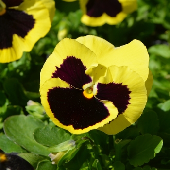 Viola x wittrockiana Inspire® 'Plus Lemon Blotch' (110288)