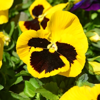 Viola x wittrockiana Inspire® DeluXXe™ 'Yellow Blotch' (110294)