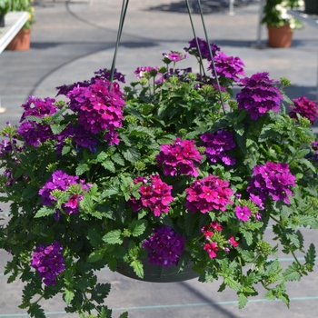 Verbena x peruviana Samira® 'Purple' (110309)