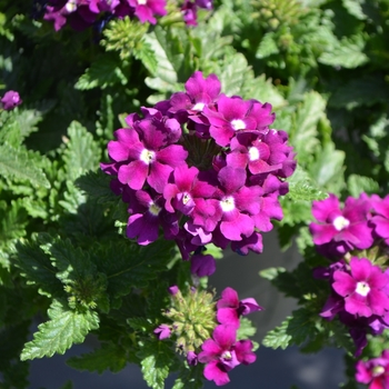 Verbena x peruviana Samira® 'Purple' (110310)