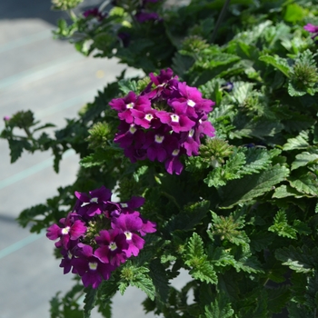 Verbena x peruviana Samira® 'Purple' (110311)