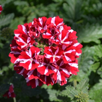 Verbena x peruviana Samira® 'Deep Red Star' (110314)