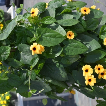 Thunbergia alata Arizona 'Terracotta' (110317)