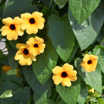 Thunbergia alata Arizona 'Terracotta' (110318)