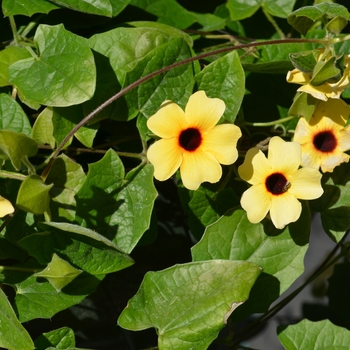 Thunbergia alata Arizona 'Terracotta' (110319)