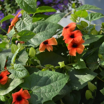 Thunbergia alata Sunny™ 'Arizona Glow' (110327)