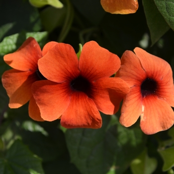 Thunbergia alata Sunny™ 'Arizona Glow' (110328)