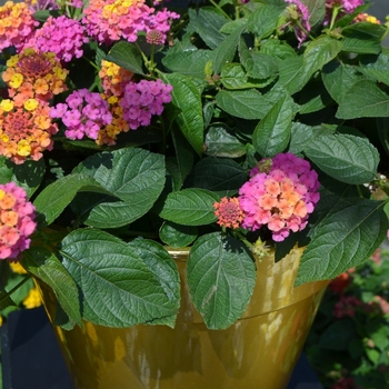 Lantana camara Esperanta® 'Rose' (110368)