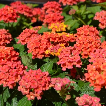 Lantana camara Bloomify™ 'Red' (110369)