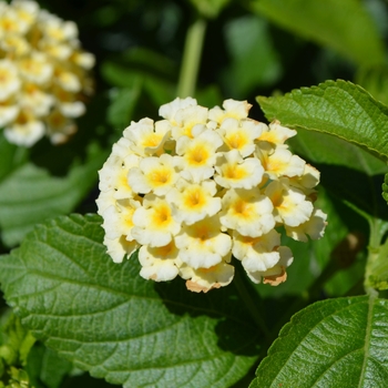 Lantana camara Esperanta® 'Lemon' (110372)