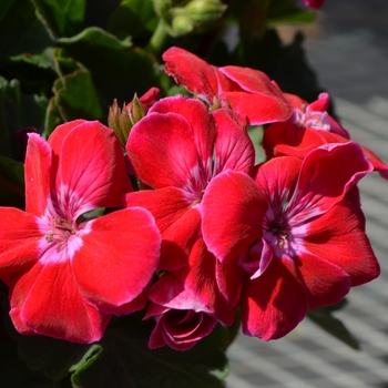 Pelargonium x hortorum Grandeur® Dark 'Dark Strawberry' (110396)