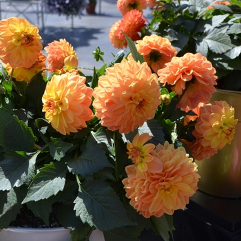 Dahlia x hortensis Lubega® Power 'Orange' (110402)