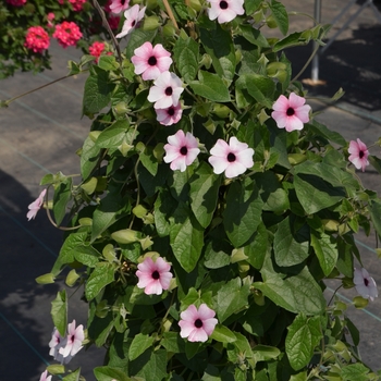 Thunbergia alata Arizona 'Pink Beauty' (110417)