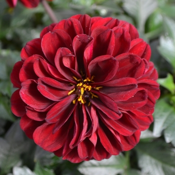 Dahlia Dalaya™ 'Devi' (110784)