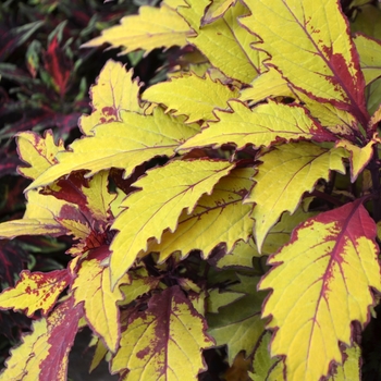 Coleus FlameThrower™ 'Spiced Curry' (110786)