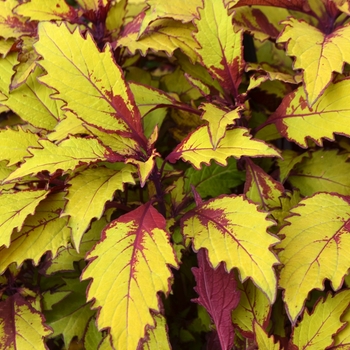 Coleus FlameThrower™ 'Spiced Curry' (110787)