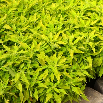 Coleus FlameThrower™ 'Salsa Verde' (110788)