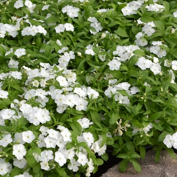 Phlox Gisele™ 'White' (110820)