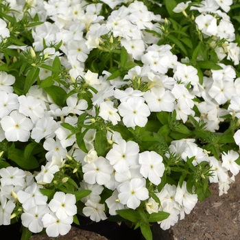 Phlox Gisele™ 'White' (110821)