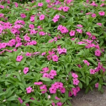 Phlox Gisele™ 'Pink' (110822)