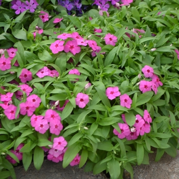 Phlox Gisele™ 'Pink' (110823)