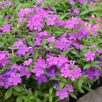 Phlox Gisele™ 'Light Violet' (110825)