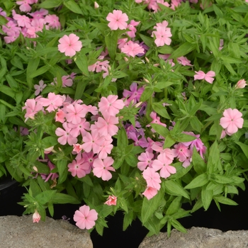 Phlox Gisele™ 'Light Pink' (110826)