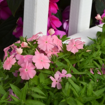 Phlox Gisele™ 'Light Pink' (110827)