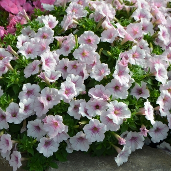 Petunia ColorRush™ '' (110830)