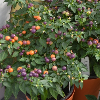 Capsicum annuum Hot Pops 'Purple' (110840)