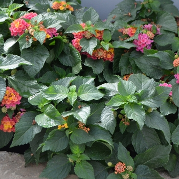 Lantana camara Bloomify™ 'Rose' (110843)