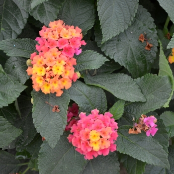 Lantana camara Bloomify™ 'Rose' (110844)