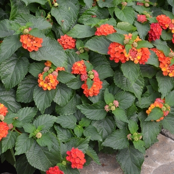 Lantana camara Bloomify™ 'Red' (110846)