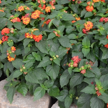 Lantana camara Bloomify™ 'Red' (110847)