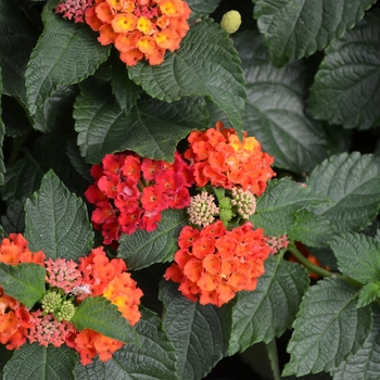 Lantana camara Bloomify™ 'Red' (110849)