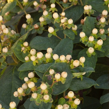 Hypericum x inodorum 'White' (110863)