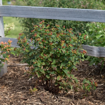 Hypericum 'Mocca' (110867)