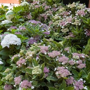 Hydrangea macrophylla 'Light-O-Day®' (110903)