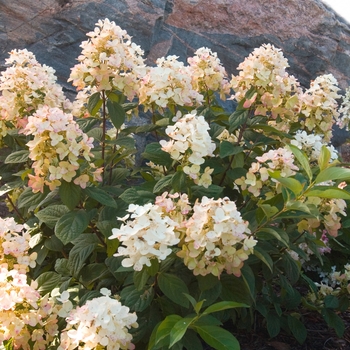 Hydrangea paniculata 'Tickled Pink®' (110908)