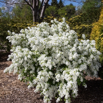 Exochorda x macrantha 'Lotus Moon™' (110931)