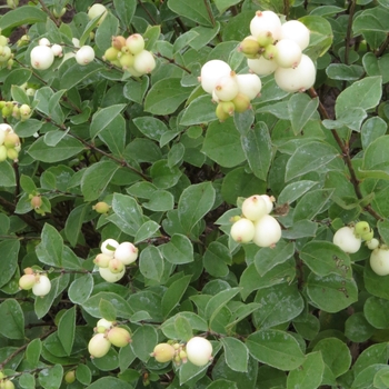 Symphoricarpos x doorenbosii 'Galaxy™' (110936)