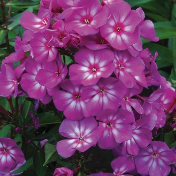 Phlox paniculata Candy Store® 'Grape Lollipop™' (110955)