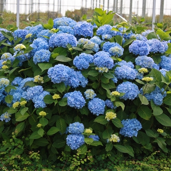 Hydrangea macrophylla 'The Original' (110958)