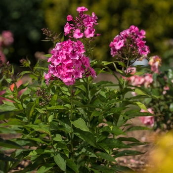 Phlox paniculata Candy Store® 'Bubblegum Pink™' (110963)